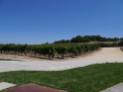 Vineyard area around the winery — at Vigne Surrau